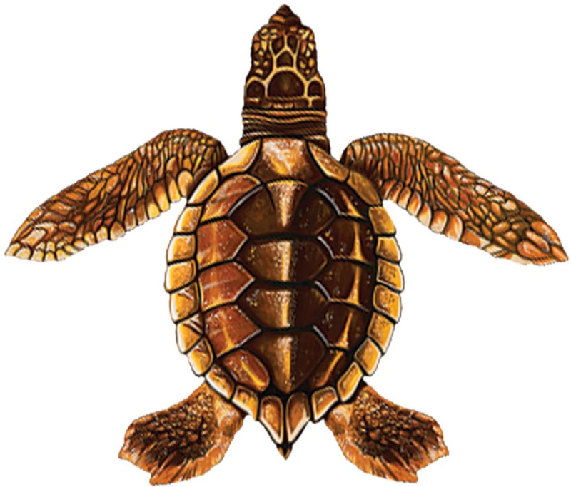 Custom Mosaics 5x5" Sea Turtles Collection Brown Baby Turtle-C Design - PORC-ST22C-BR